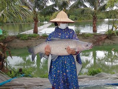 Thực phẩm sạch Phú Cường thu hoạch cá sạch chất lượng cao tại áo nuôi Phú Cường
